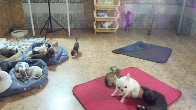 Щенки породы ЧИХУАХУА Нетанья Ирис веселится / купить щенка в питомнике РКФ Мари Мистик ПРОДАЮ ЧИХУ