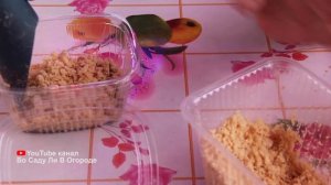 Свекла всходит моментально! Новый способ.