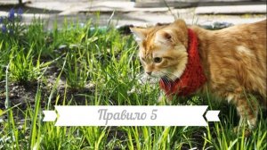 Как фотографировать животных и снимать их на телефон