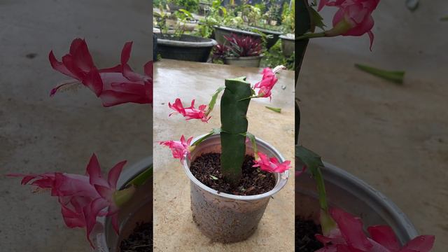 How to graft Christmas cactus