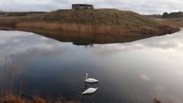 Осенняя Лебединая Песня ʕ•ᴥ•ʔ смотреть онлайн