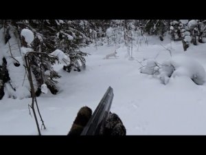 Охота на ЗАЙЦА! Последние дни СЕЗОНА 2021-2022г.