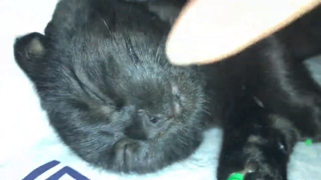 Шотландский вислоухий спит кайфует кот балдеет смотреть онлайн