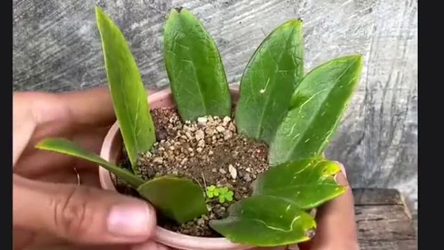 ЗАМИОКУЛЬКАС/Долларовое дерево Как Укоренить Вырастить Листья смотреть онлайн