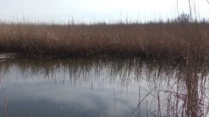 РЫБАЛКА . ловля карася на ПОПЛАВОК с мотылем