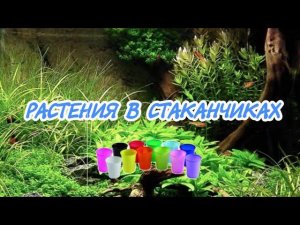 САЖАЮ НОВЫЕ АКВАРИУМНЫЕ РАСТЕНИЯ В СТАКАНЧИКИ.
