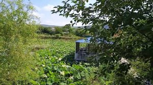 Лотосы, Адыгея, п. Тульский, 🌺🌺🌺цветение!