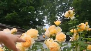 Сад Роз, который восхищает!