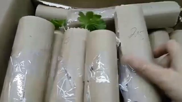 Заказ черенков у Натальи Сацуковой rassadatsvetov26.ru. Как всегда, всё стабильно! Пеларгония Gurme смотреть онлайн