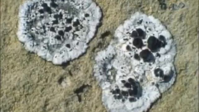 Лишайники накипные, листоватые и кустистые смотреть онлайн