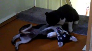 Массаж-щекотка)