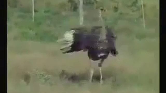 В мире животных 5 ))смешной комментатор )) n fauna ridiculous commentator))