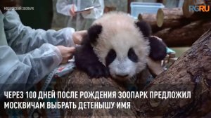 24 августа день рождения отмечает панда Катюша из Московского зоопарка