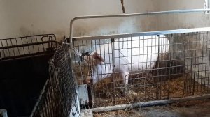 СВИНЬИ И ПОРОСЯТА КРУПНОЙ БЕЛОЙ ПРОДЫ