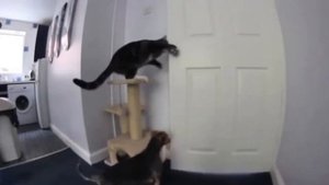 Кошки открывают дверь самостоятельно / Cats opening doors
