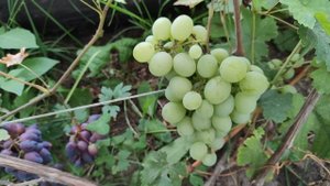 Виноград ТАЛИСМАН