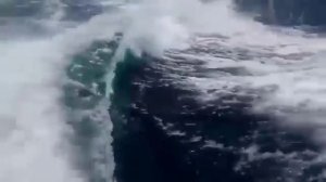 Orcas chase speeding boat