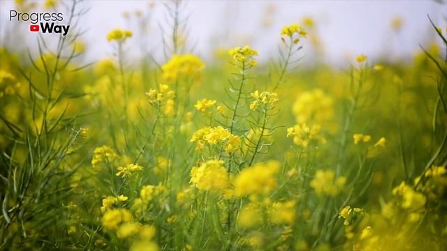 Раскидываем С Бабушкой После Картофеля Это Удобрение. Растет Крупная И Много На Одном И Том Же Мест