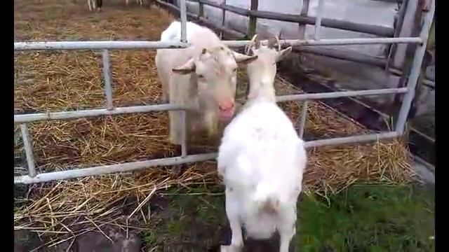 Свадьба коз. Коза в охоте. Признаки охоты. смотреть онлайн