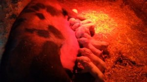 Свиноматка в домашних условиях кормления поросят.