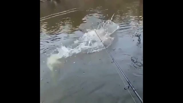 Я РЖАЛ ДО СЛЕЗ / ПРИКОЛЫ НА РЫБАЛКЕ 2021 / шок рыбалка / ТРОФЕЙ смотреть онлайн