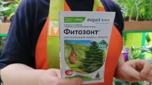 ТУЯ БРАБАНТ*Подробный ОБЗОР о пересадке*