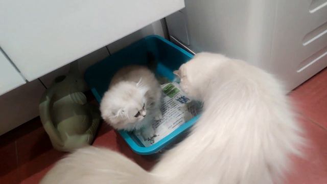 😻 Продается породистый котенок приученный к лоточку 😻 Скоттиш фолд от 8 06 2023 😻 0968349505 😻