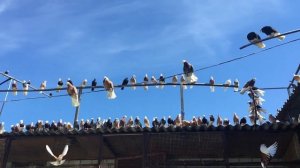 Белоголовые  Пермские высоколетные голуби