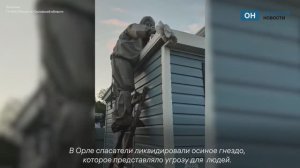 Орловчанку спасли от соседства с осами