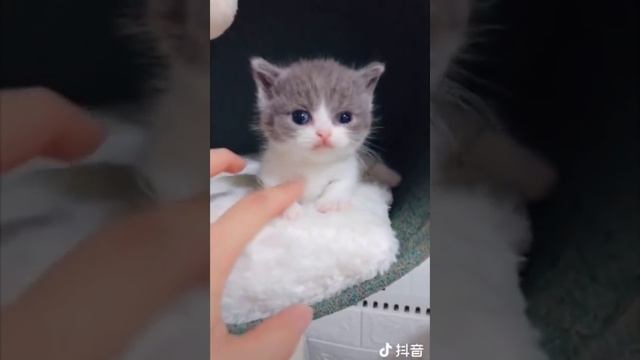 Милые Кошки Делают Забавные Вещи ? Самые Милые Кошки В Мире 2022 #2
