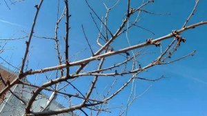 Обрезка и перепрививка черешни