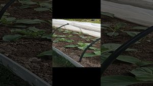 Как закрепить готовый парник со вшитыми дугами?