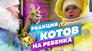 Как дикие кошки и гибриды реагируют на малышей?