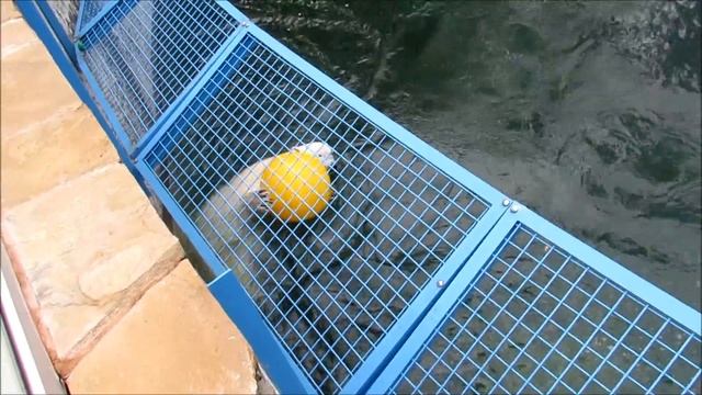 За морковкой прыгайте сами, а я прыгну за мячиком 11.09.18 смотреть онлайн