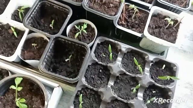 Рассада помидоров умирает. Честный обзор моей рассады.😪 смотреть онлайн