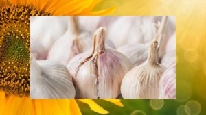 ЧТО БУДЕТ ЕСЛИ ЕСТЬ ЧЕСНОК ЧАСТО ПОЛЬЗА ЧЕСНОКА КОМУ НЕЛЬЗЯ ЧЕСНОК