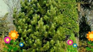 Сосна гельдрейха Сателлит. Краткий обзор, описание pinus heldreichii / leucodermis Satellit