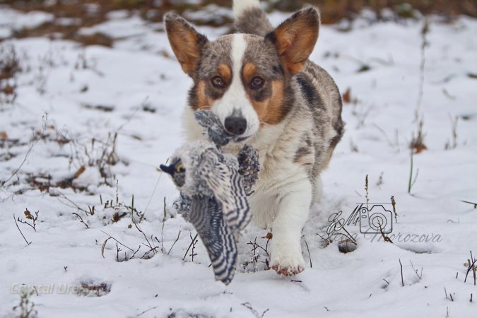 Welsh corgi cardigan Van Len Time Kassia. Вельш корги кардиган Ван лен тайм Кассия 1,5 года.