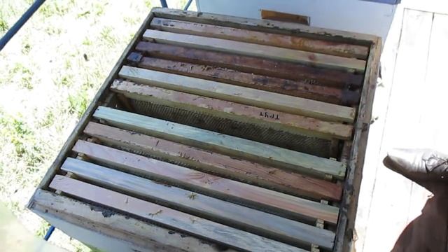 Пчелы не идут в магазин Что нужно делать