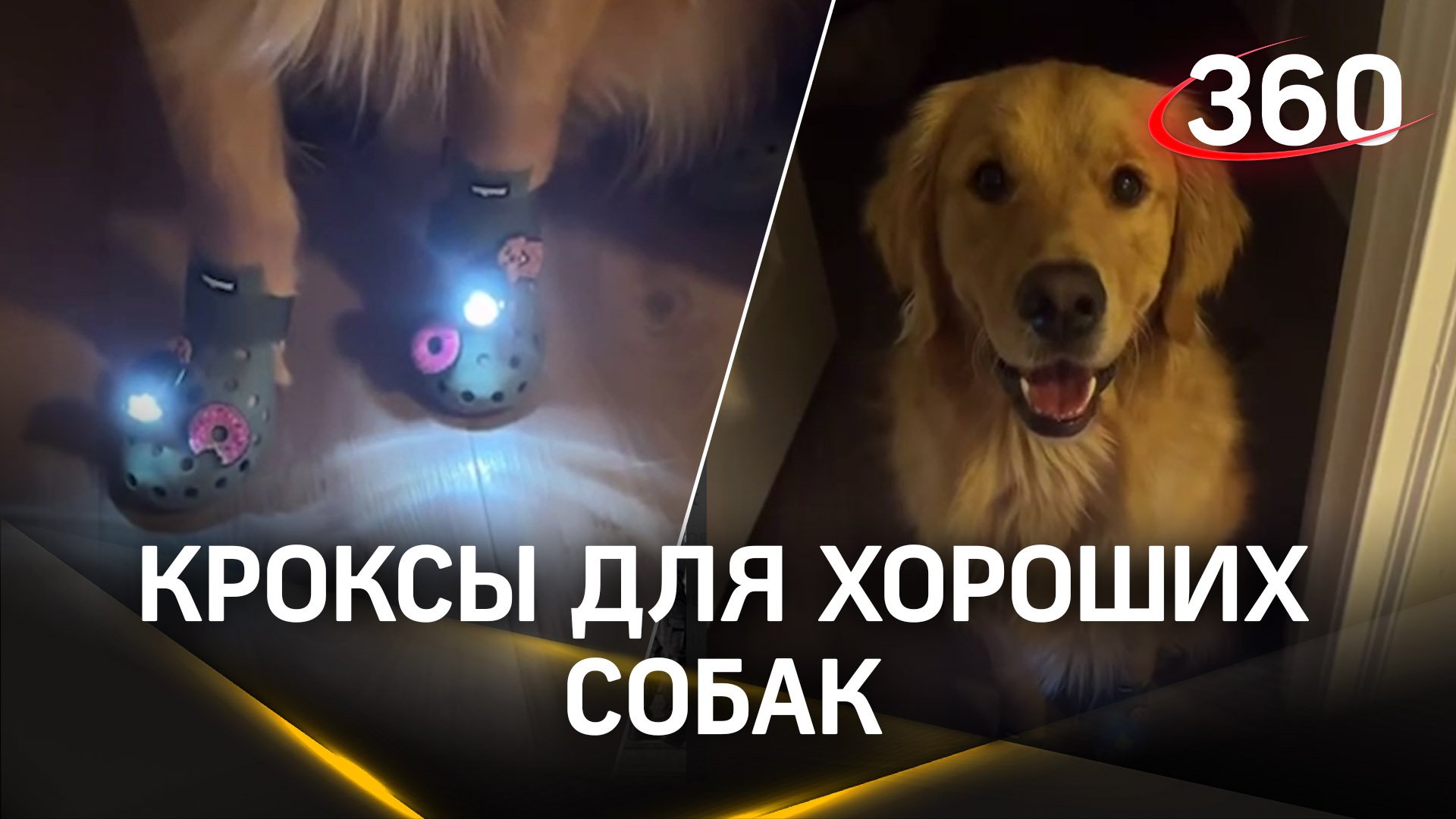 Кроксы для собак покорили соцсети: хозяева вставляют в них украшения и фонарики