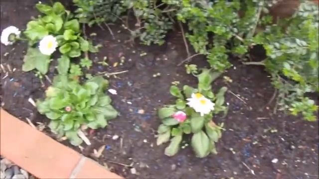 Гроза стережёт мою клумбу от слизней. смотреть онлайн