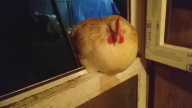 Сколько сена нужно козе зимой, правельное кормление коз, как кормлю я. смотреть онлайн