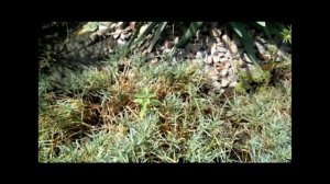 Цветущие многолетники  с минимальным уходом.Помогут быстро создать цветник или станут сорняками?