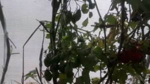 ???ТОМАТ (((ЧИО-ЧИО САН)))