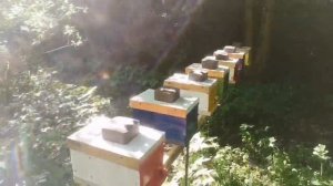 Наш нуклеусный парк, заказы на маток