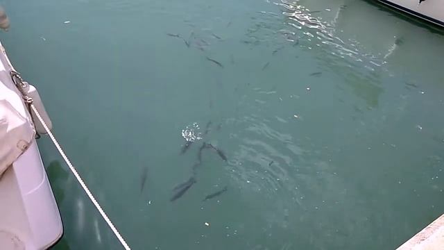 Праздник морепродуктов в Бенальмадена смотреть онлайн