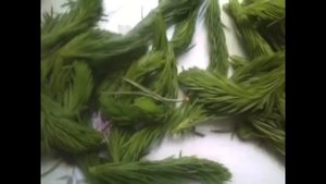 Еловое варенье, jam from the trees.