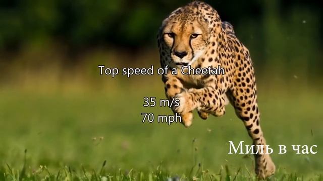 Сравнение скоростей. От самой маленькой, до самой огромной. смотреть онлайн