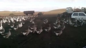 Тамбовский серый гусь в Оренбургской области (купить. 89228698857)