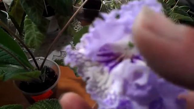 Стрептокарпусы.Цветут и радуют.